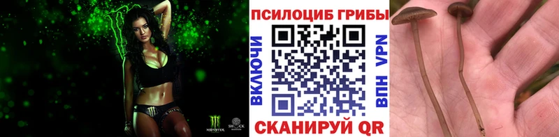 блэк спрут ссылки  Сысерть  Псилоцибиновые грибы мицелий  сколько стоит 
